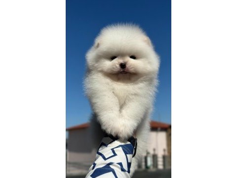 Özel renk boo pomeranian