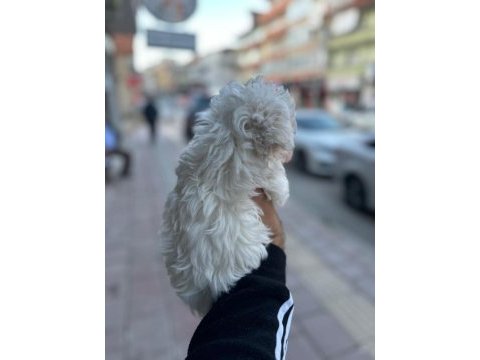 Maltese yavrularımız 40 günlük