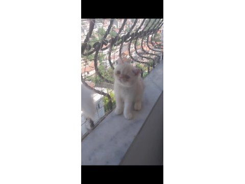 Saf kan exotic shorthair erkek yavru