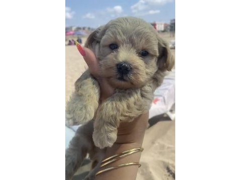 F2 maltipoo yavru