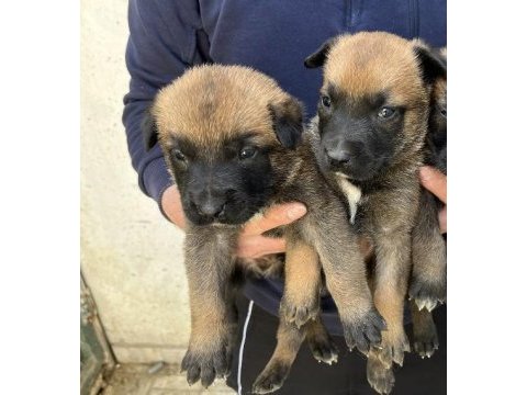 40 günlük hırs küpü belçika malinois yavrular