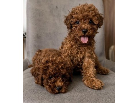 Gerçek peluşlar safkan toy poodle bebekleri