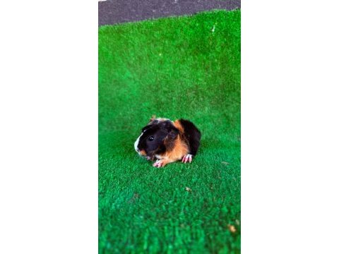 Sevimli ginepigler