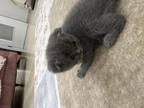 Scottish fold 3 aylık yavru kedimiz