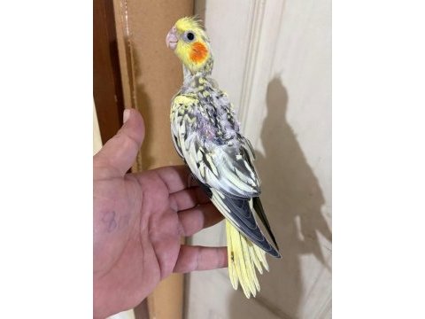 44 günlük harika sultan papağanı bebek