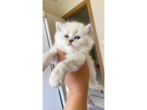 Kedimiz için ciddi alacaklar arayabilir