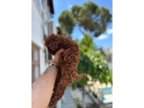 Kg garantili a kalite lekesiz poodle yavrularımız