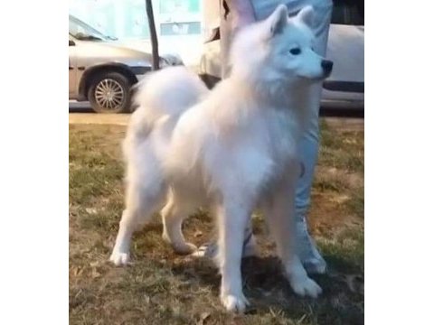 Üretim için safkan samoyed acil sahiplendirme