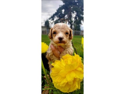 Maltipoo yavruları