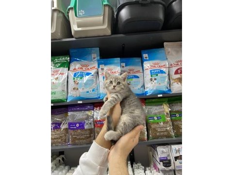 Dişi ve erkek silver tabby bebek british shorthair