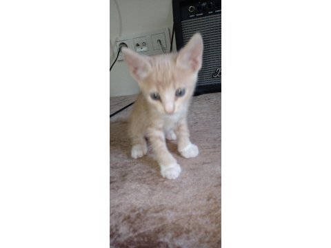 Hayvan severlere ücretsiz kedi sahiplendirme