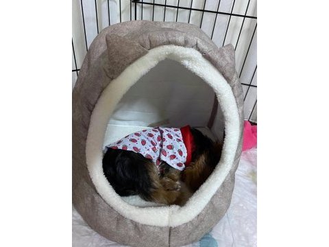 Üç aylık yavru yorkshire terrier
