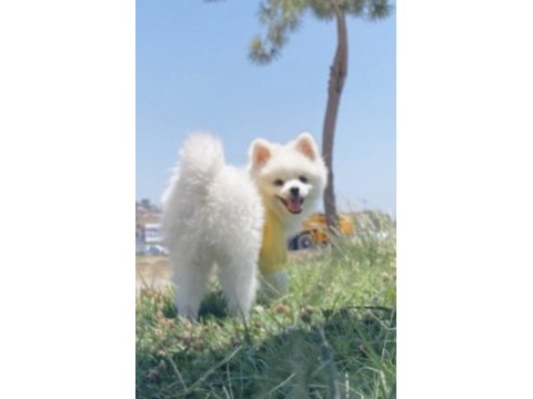 Pomeranian oğlumuza dişi sevgili arıyoruz