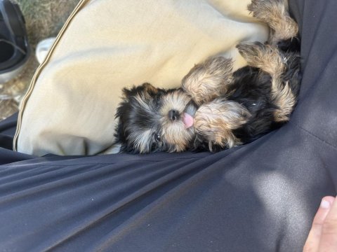 Orjinal güzeller güzeli dişi teacup yorkie