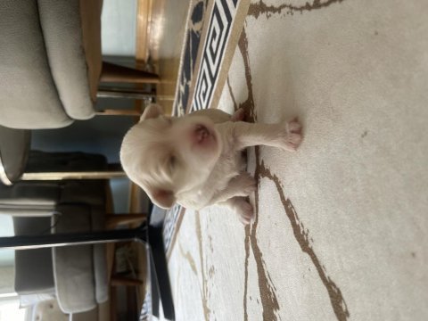 Emzikten kesilince gönderim yapılacak köpekler