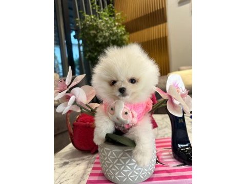 Sevgiye muhtaç minik yavru pomeranian köpekler!