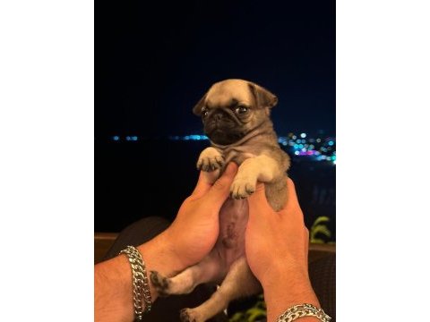 Gül kuyruk pug erkek bebek