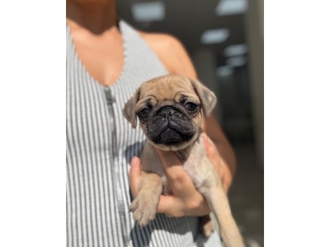 Irk ve sağlık garantili pug yavrularımız