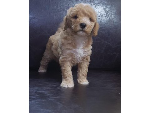 İnanılmaz güzellikte maltipoo yavrular