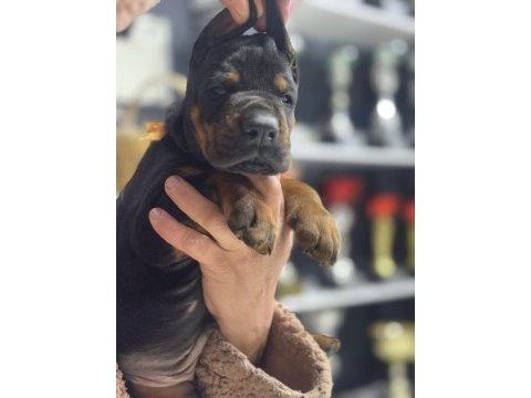 Avrupanın en iri doberman yavruları