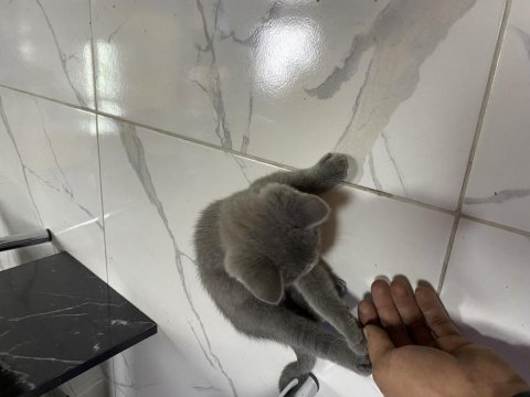 Cins tatlı ve çok oyuncu british shorthair