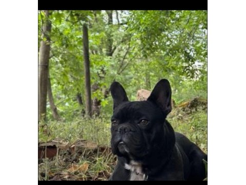 Fransız bulldog ve diğer ismiyle french bulldog