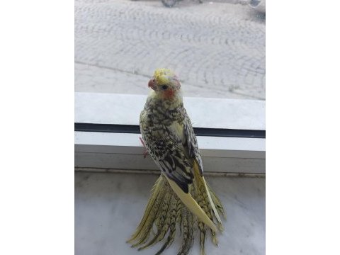 Ele yatkın sultan papağanı yavruları damızlıklar