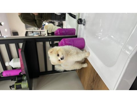 Sakarya pomeranian 5 aylık (erkek)