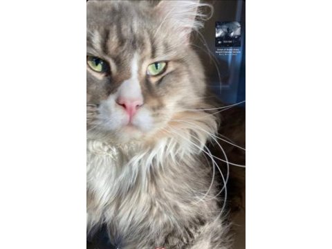 Anne altından maine coon