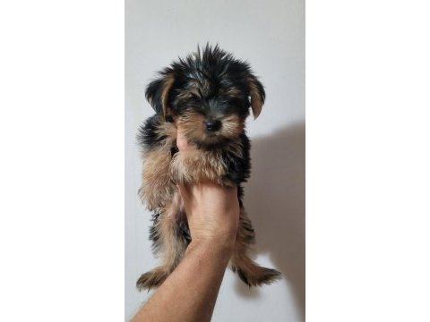Tea cup yorkshire terrier