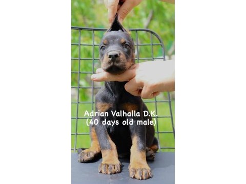 A secereli şampiyon kan hattı doberman yavrular