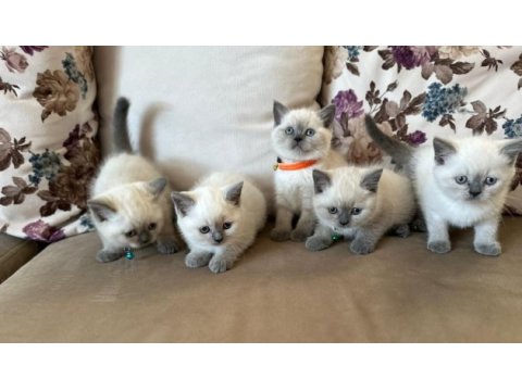 2 aylık yavru british shorthair british blue point