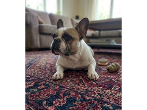 Fransız bulldog kızım 5 yaşında