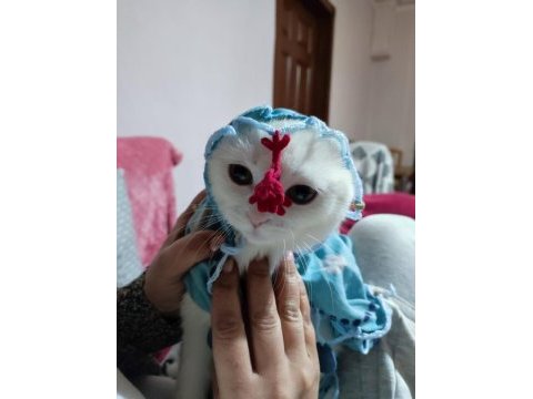 Kırık kulak cins kedimiz