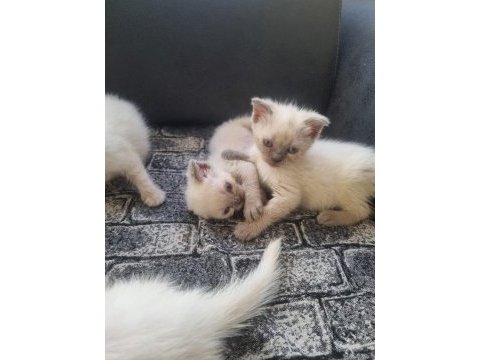 Tatlı siyam scottish fold iran yav. ailelerini arıyor