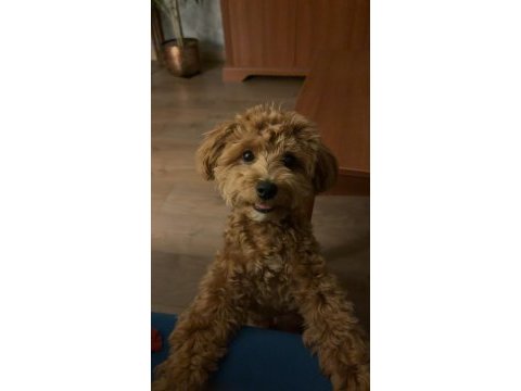 8 aylık maltipoo oğlumuz coco yeni yuva arıyor