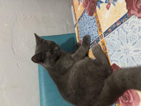 Ücretsiz verilecek british shorthair kedisi