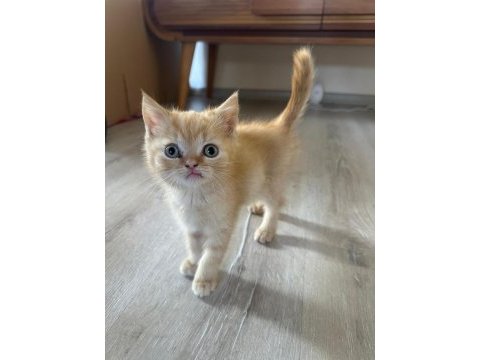 2.5 aylık british shorthair erkek