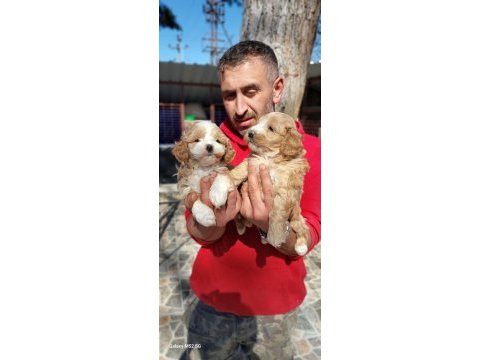 Maltipoo yavrularım