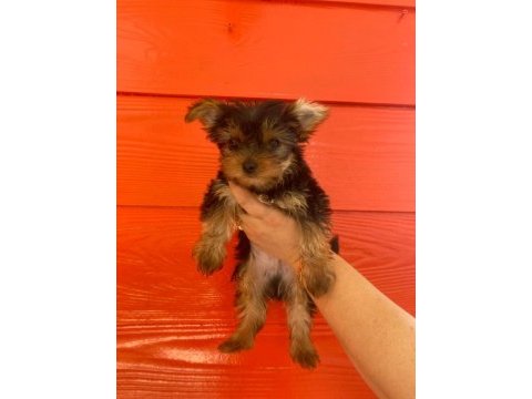 Kaliteli yorkshire terrier yavruları