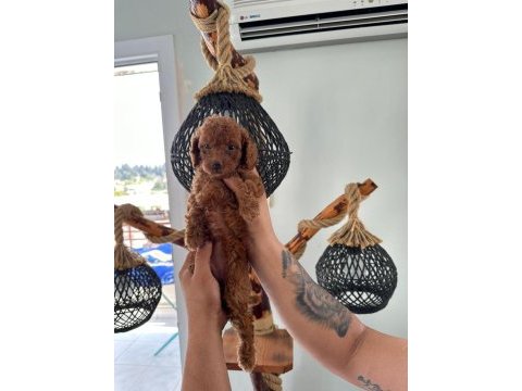 Minik toy poodle yavruları yeni sahiplerini arıyor