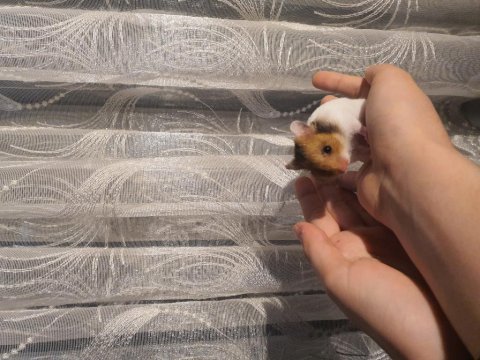 Yavru hamsterler yeni yuvasını bekliyor