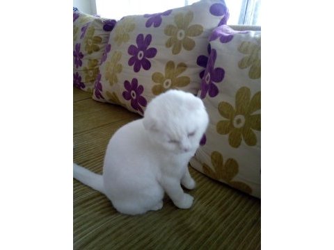 Yakışıklı british shorthair oğlumuz