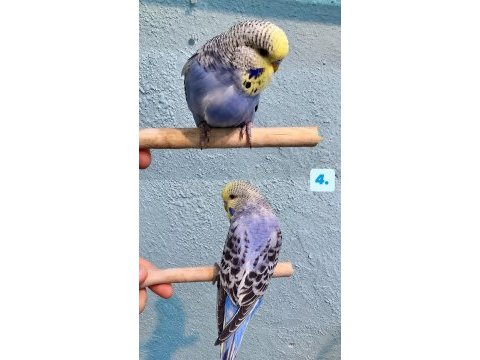 Yeni yeme düşmüş jumbo muhabbet kuşu yavrular