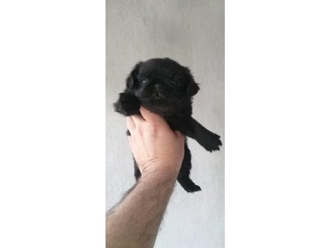 Flufy siyah pug yavrularımız