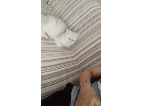 Ücretsiz sahiplendirme 15 aylık british shorthair