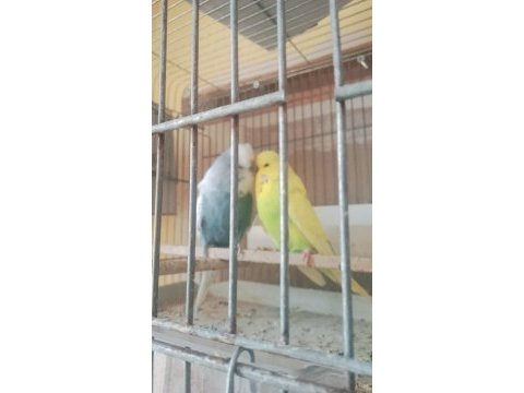 Uygun muhabbet kuşları