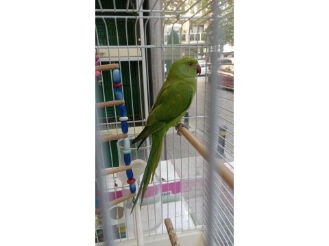 Bebek pakistan papağanı