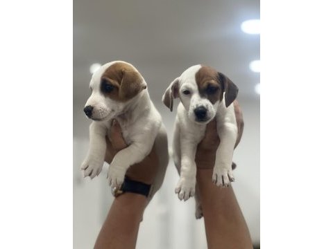 Jack russel terrier yavrular