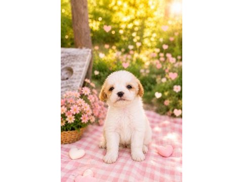 Cavalier king charles yavrumuz